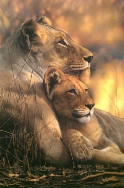 Lioness and Cub by Michael Tancrel