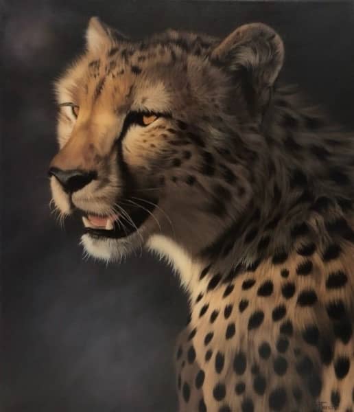 Cheetah by Michael Tancrel