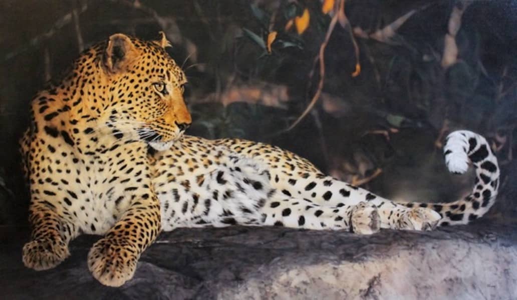 Leopard on rock by Sharon Tancrel