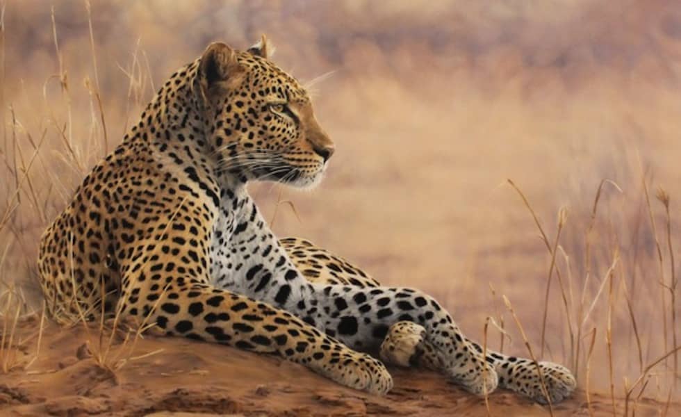 Leopard by Sharon Tancrel