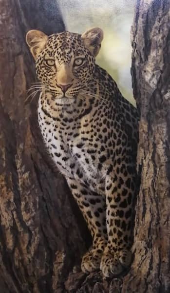 Leopard in tree by Sharon Tancrel