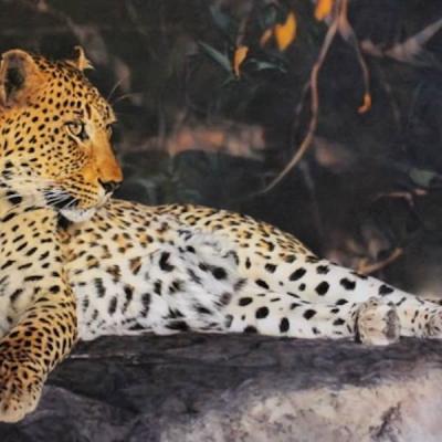 Leopard on rock by Sharon Tancrel