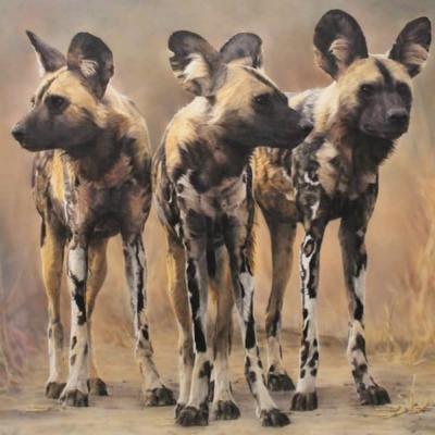 Wild dog by Sharon Tancrel