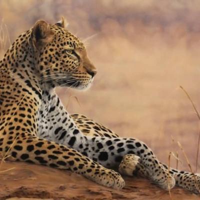 Leopard by Sharon Tancrel